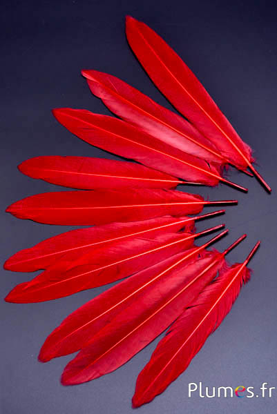 Faisan Swinhoe - 13-17 cm - rouge